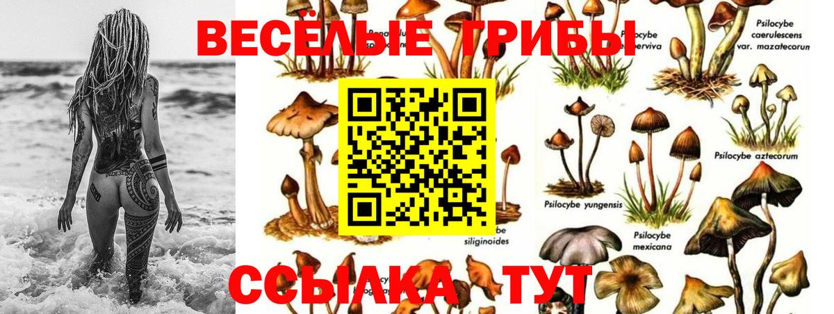 Шали  Галлюциногенные грибы Psilocybe  где можно купить   Вход с VPN 